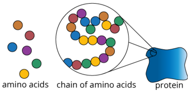 Protein có cấu tạo là các chuỗi acid amin